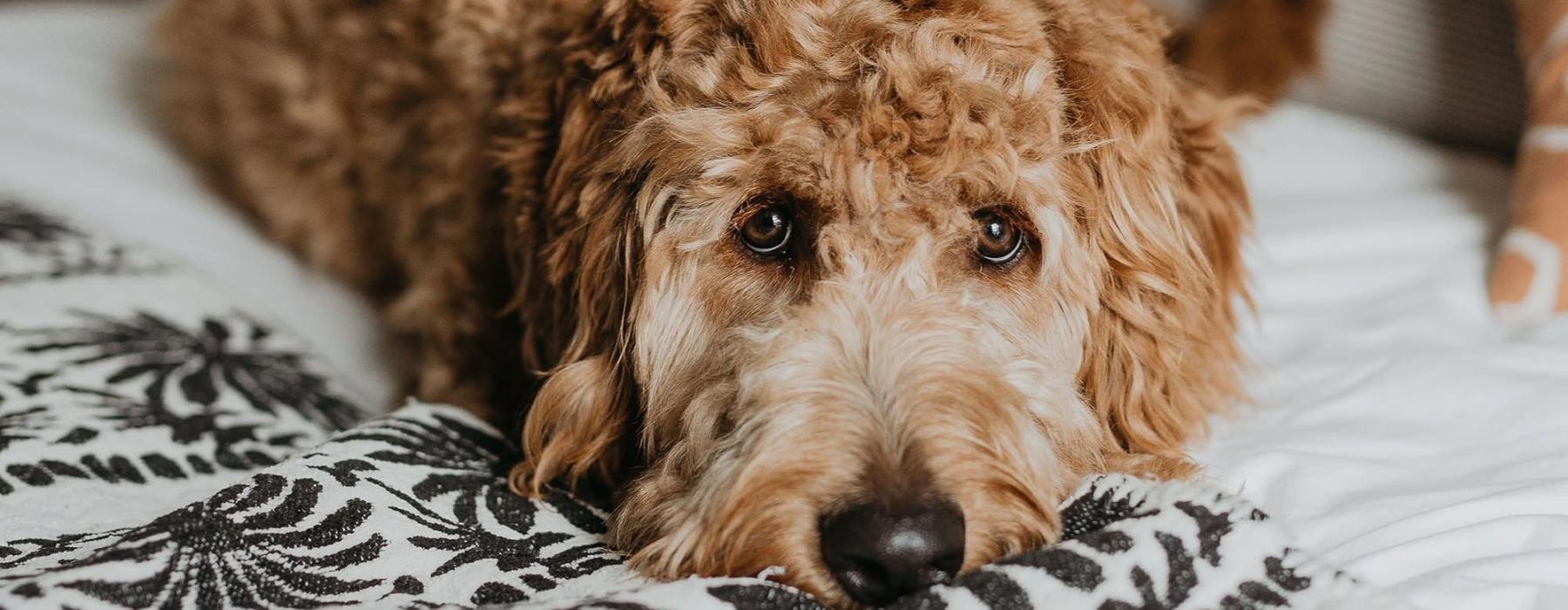 a dog lying on a bed looking